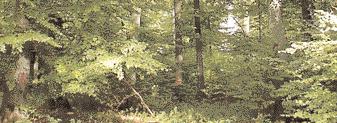 Ist ein Wald etwa nur zehntausend Klafter Holz?