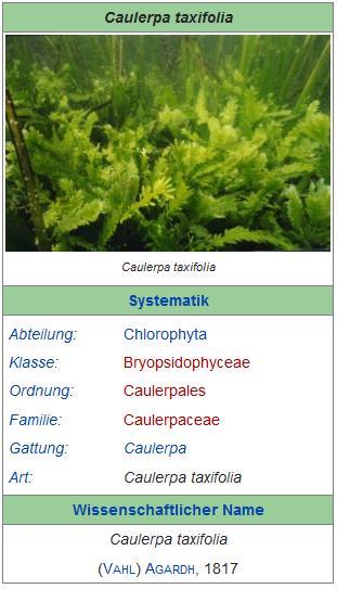 Caulerpales Caulerpaceae Caulerpa taxifolia Killeralge Im Mittelmeer: Sand- und Schlammböden Bis >15m Tiefe