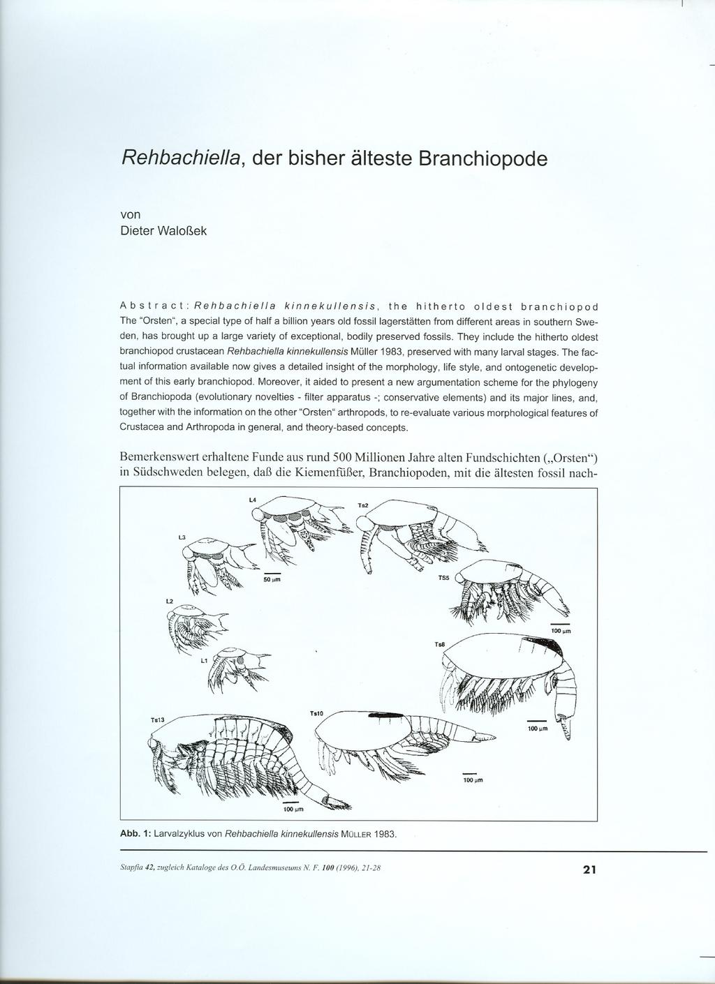 Rehbachiella, der bisher älteste Branchiopode von Dieter Waloßek Ab s t ra e t: Rehbachiella kinnekullensis, the hitherto oldest branchiopod The "Orsten", a special type of half abiliion years old