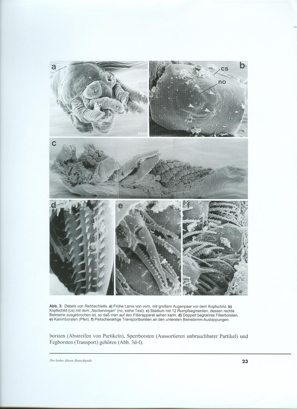 Abb. 3: Details von Rehbachiella. a) Frühe Larve von vorn, mit großem Augenpaar vor dem Kopfschild. b) Kopfschild (cs) mit dem "Nackenorgan" (no, siehe Text).