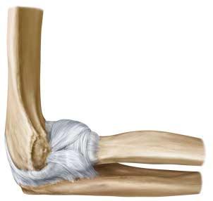 21 Verlauf des Ligamentum anulare radii Ansicht von proximal auf die Region des rechten proximalen Radioulnargelenks nach Entfernung von Humerus und Radius.