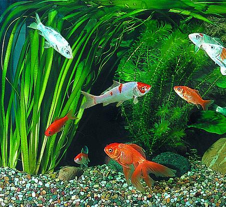 Inhalt Pflegeleichte Kaltwasserfische... 4 Besondere Goldfischzüchtungen... 6 Wasserpflanzen... 8 Das Aquarium einrichten.