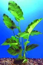 Wasserpflanzen Richtig Atmosphäre bekommt ein Aquarium erst durch eine üppige Bepflanzung.