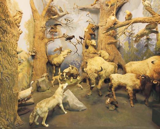 Anhand verschiedener Objekte der Zoologischen Sammlung gibt sie einen Einblick in die Vielfalt und Funktion der Lebensbewohner des Waldes wie zum Beispiel im Bild oben, das ein Diorama Nord-Ost