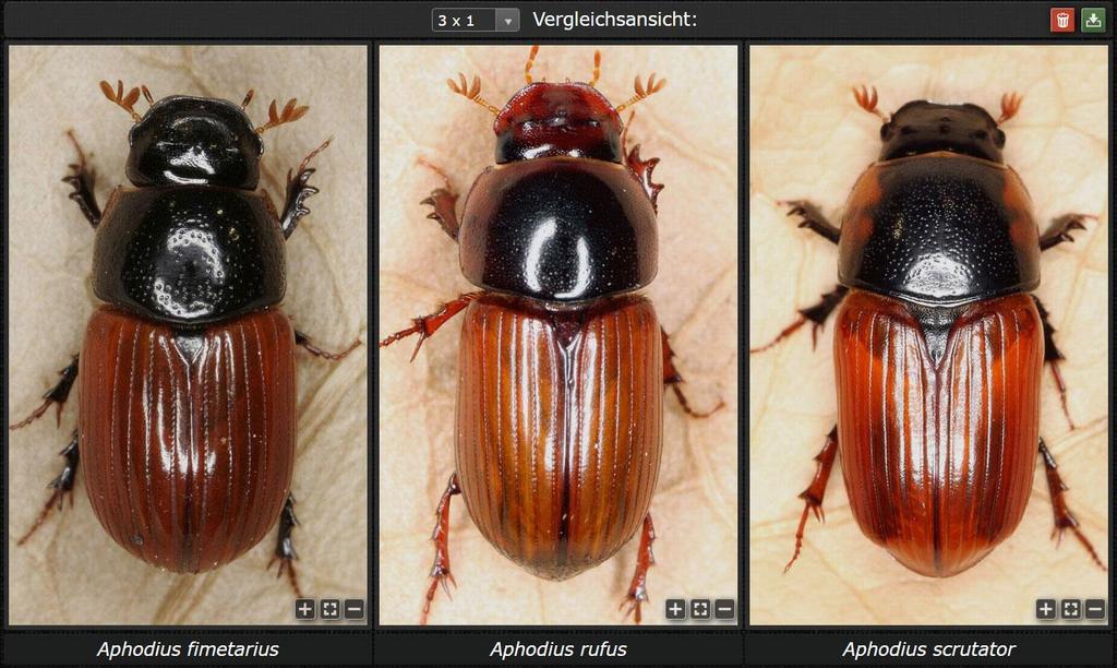 5 Zoom & move Die angezeigten Fotos können vergrößert, verkleinert und in den Ansichtsfeldern bewegt werden, um die jeweils interessierenden Bereiche möglichst gut nebeneinander darstellen zu können.