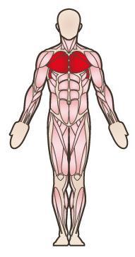 Knieanziehen am Schlingentrainer Ganzkörperübung: Bauchmuskulatur, Brustmuskulatur, Armstrecker Progression I: