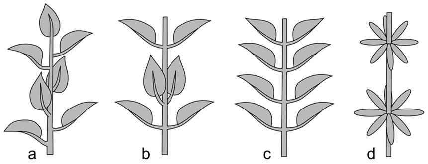 Seite 4 von 8 Rosettig Durch reduziertes Längenwachstum des Stängels kann es vorkommen, dass viele Blätter auf ungefähr derselben Höhe sitzen. Man spricht in diesem Fall von einer Blattrosette.