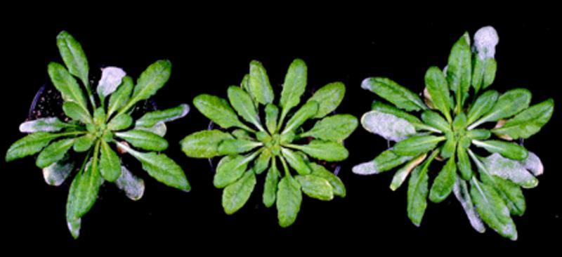 Mlo-vermittelte Mehltauresistenz bei der Ackerschmalwand, Arabidopsis thaliana. Das Bild zeigt drei Pflanzen, die m it dem Mehltaupilz Golovinomyces orontii inokuliert wurden.