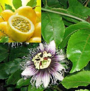 Immergrüne Jamaika-Kirsche "Muntingia calabura" Zimmerpflanze frische Samen 