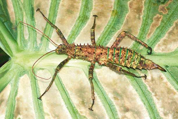 Was sind Phasmiden? 11 matodea im Vergleich zu anderen Insekten durchweg stattliche Größen erreichen. Ausgewachsen ist kaum eine Art kleiner als 2 cm.