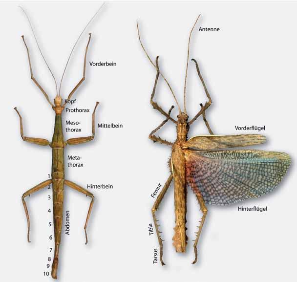 12 Körpergliederung Der Körper der Stab- und Gespenst schrecken ist zunächst wie bei allen Insekten dreigeteilt. Er gliedert sich in Kopf (Caput), Brust (Thorax) und Hinterleib (Abdomen).