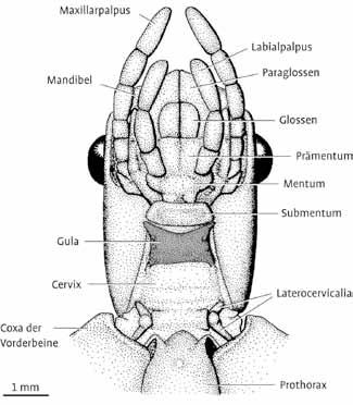 14 Körpergliederung Kopf der mexikanischen Stabschrecke Pseudosermyle phalangiphora von unten betrachtet. den sind. Bisweilen sind sie nur im männlichen Geschlecht einer Art vorhanden.