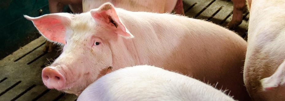 Besonderheiten am Saalower Kräuterschwein Unser Saalower Kräuterschwein ist ein sehr fleischreiches und fettarmes Tier.