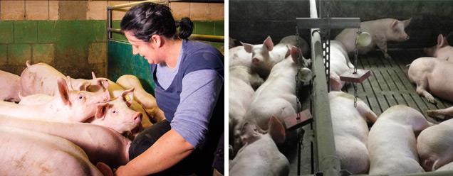 Für unsere Tiere befindet sich in jedem Abteil Beschäftigungsmaterial (Bälle, Beißringe). Denn unsere Schweine sollen sich bei uns wohlfühlen.