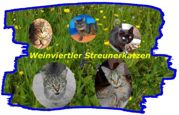 Liebe Freunde der Weinviertler Streunerkatzen, wir sind mächtig stolz, unter den 15 Nominierten des Bundestierschutzpreises 2012 zu sein.