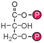 c) d). Die Reaktionen von a) zu b) verbrauchen 2 ATP b) zu c) verbrauchen und erzeugen kein ATP c) zu d) erzeugen 2 ATP. 02.