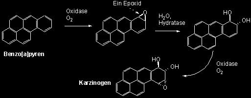 Viele der mehrkernigen benzoiden Kohlenwasserstoffe sind karzinogen (krebserregend). Ein besonders gut erforschtes Molekül ist Benz[a]pyren.