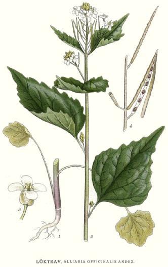 Steckbrief Blüte: Weiße, unscheinbare Kreuzblüte Blatt: schönes, herzförmiges Blattform mit ausgeprägter Spitze, riecht