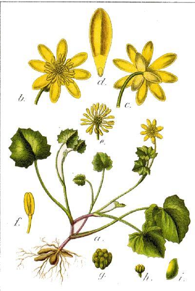 Blüte: gelb, sternförmig, jedes Blütenblatt mit Honigschuppe, bildet gelben Blütenteppich