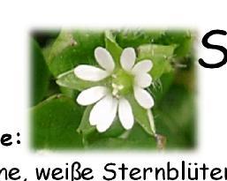 Steckbrief Blüte: Kleine, weiße Sternblüten Blatt: