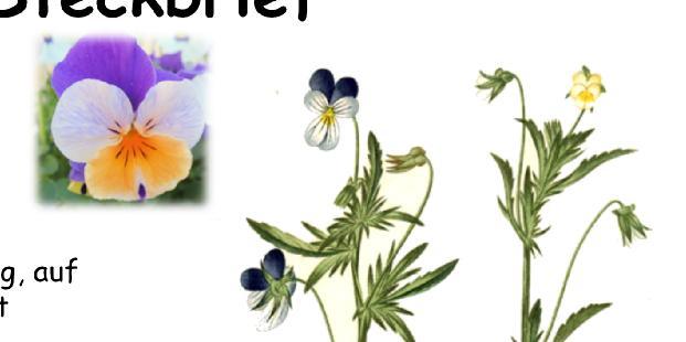 Steckbrief Blüte: gelb, blau oder blauviolett, 2-3 cm im Durchmesser Blatt: eiförmig, spitz, gekerbt, ca.