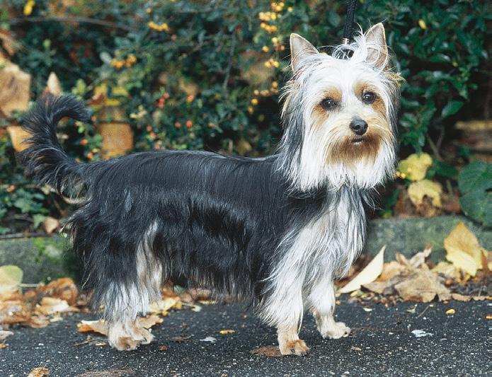 Hütearbeit zeigt der Australian Shepherd die typische geduckte Haltung und das sogenannte Auge (das Anstarren der zu hütenden Tiere), wie man es auch vom Border Collie kennt.