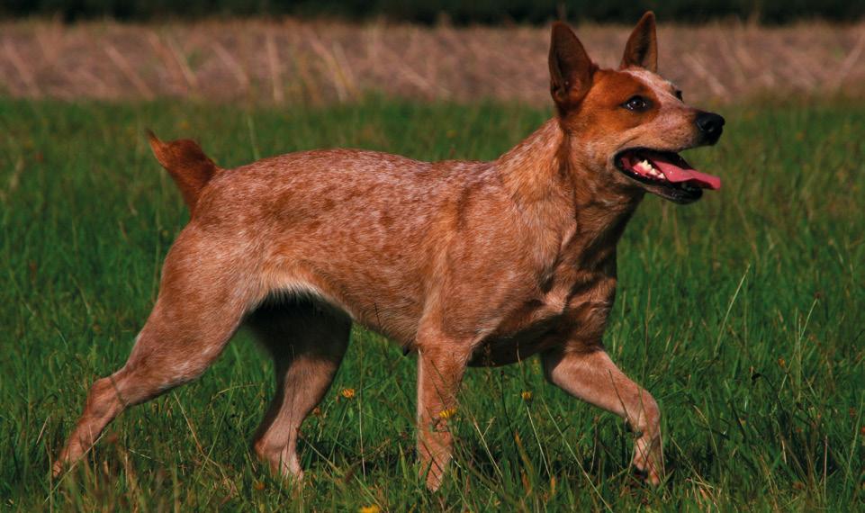 1 Australian Stumpy Tail Cattle Dog Herkunft: Australien Größe: Rüden 46 51 cm; Hündinnen 43 48 cm.