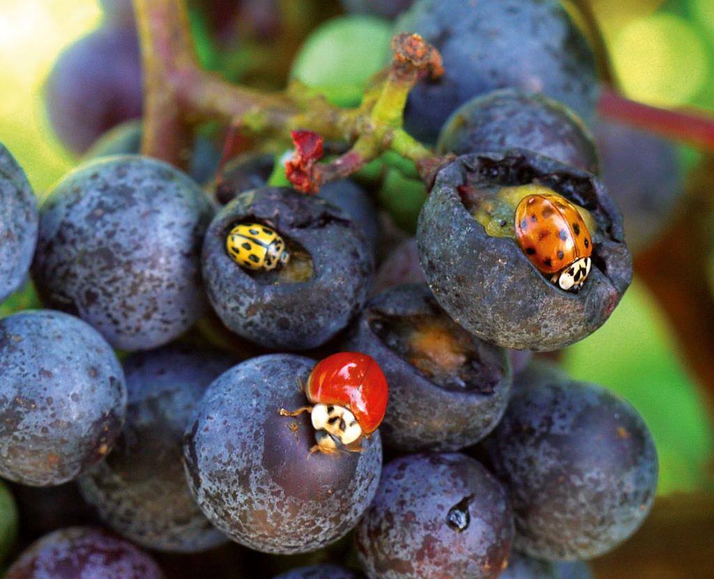 Zulassung für den Öko-Weinbau Pflanzenschutz 2011 Zeitraum im Fünf- bis Siebenblatt-Stadium stehen, was das Auftreten und die Schädigung durch Kräusel- und Blattgallmilben begünstigte, bevor es Ende