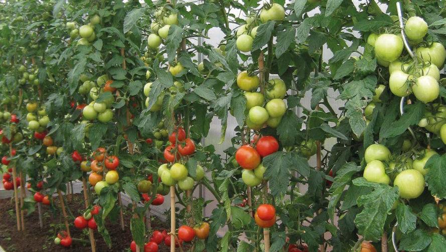 Tomatenhaus/Gartenschrank Tomatenhaus/Gartenschrank Bausatz- / Konstruktionsbeschreibung: Tomatenhaus aus hochwertigen, formstabilen