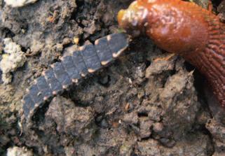Erdkröten 7-50 cm Würmer, Schnecken, Insekten/-larven 5-15 cm Würmer, Schnecken/-eier,