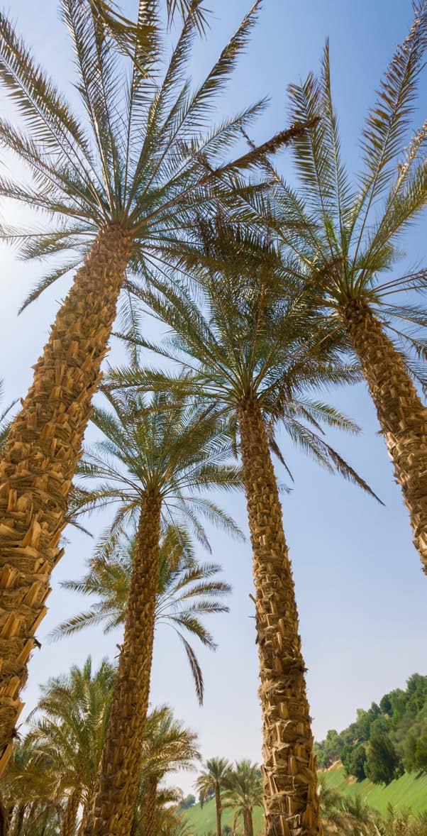 Vereinigte Arabische Emirate Die Golfplätze unseres neuen Reise-Highlights, dem Wüstenemirat Abu Dhabi, zählen zu den besten im Nahen Osten: moderne Clubhäuser, Sonnenscheingarantie und frische