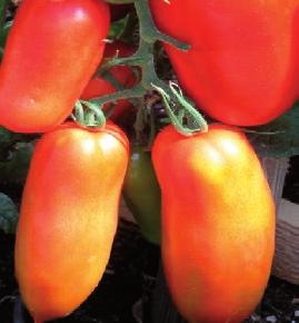 So gelingt der Tomatenanbau Berner Rosen Frucht Rosarot, gross (120 400 g), fleischig, saftig. Ernte Ab Anfang August Besonderes Hervorragender Geschmack.