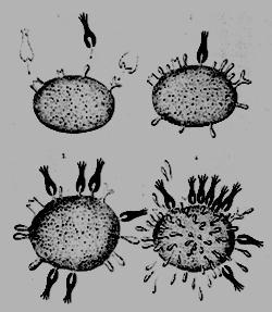 Paul Ehrlich Royal Society, London, 1900 "I refer here to the production of "Antikörper" against cells of the higher animal organization, e.g. ciliated epithelium, spermatozoa, kidney cells and leucocytes.