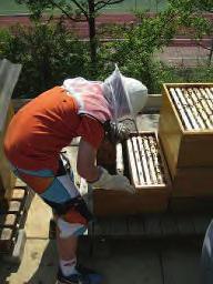 15 Kinder Workshop Geschützt durch einen Imkerschleier geht ihr nahe an das Flugloch eines Bienenstocks heran