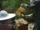 Ein ganz besonderes Erlebnis ist der Blick durch eine Glasscheibe in einen Bienenstock (Schaukasten mit