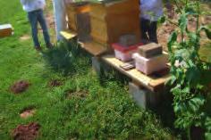 8 Kinder je Veranstaltung BESONDERES: Wir öffnen einen Bienenstock und beobachten die Bienen bei ihrer Arbeit.