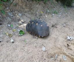Wir hatten auf der diesjährigen Exkursion das Glück, die zwei Schildkrötenarten der Gattung Chelonoidis zu sehen, die in Brasilien vorkommen: Die