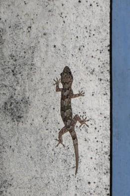 Geckos Hemidactylus mabouia Ein häufig gesehener Gast während der zoologischen Exkursion war Hemidactylus