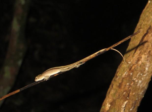 Diese Art gehört allerdings keineswegs zur Ordnung der Geckoartigen, sondern zu der der Leguanartigen (Familie Dactyloidae).