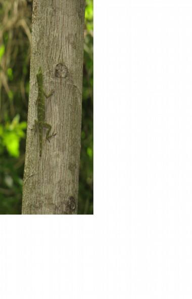 Im Muriqui-Reservat begegnete uns dieses wunderschöne Dactyloa punctata Weibchen aus der Gattung Anolis (Saumfingerechsen): Quellen: Bartlett Richard, Bartlett Patricia, Bartlett Patricia Rope: