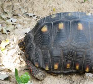 Ihrem englischen Namen Yellow-footed Tortoise entsprechend hat C. denticulata (links) blasse, gelbe Hornschuppen an den Beinen, während diese bei C.