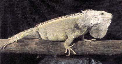 2.2. Iguana iguana (Grüner Leguan) Iguana iguana (Grüner Leguan) gehört in die Familie der Leguane (Iguanidae).