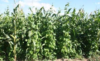 Herkömmliche Gartenbohnen sind für diesen Zweck nicht geeignet. Sativa züchtet zusammen mit anderen Partnern an Bohnensorten, die sich für den Gemengeanbau eignen.