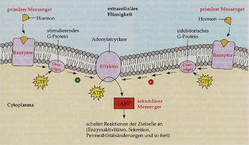 Membranrezeptoren und