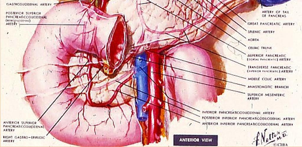 Artery Common Hepatic