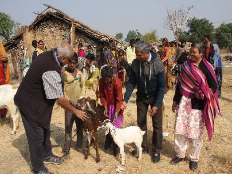 Pater Franklin beim Verteilen der Ziegen Mit dem Hungermarscherlös wird weiterhin auch die Armenspeisung in Kalkutta unterstützt.