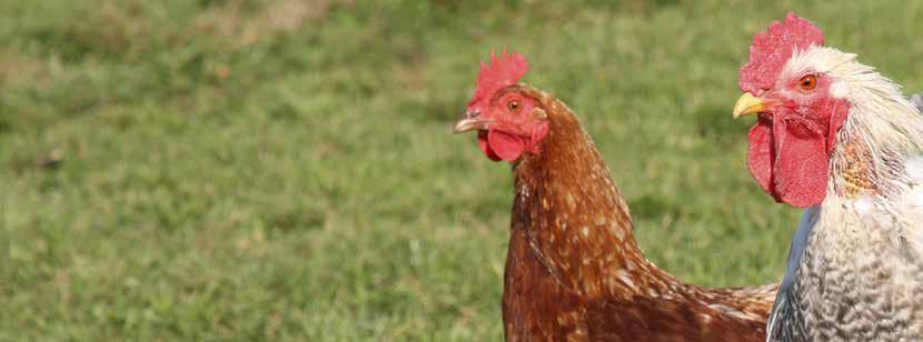 Situation bei Lebensmitteln Im Jahr 2016 war thermotoleranter Campylobacter in 177 von 383 untersuchten Proben von Geflügelfleisch (46 %) nachweisbar, davon in frischem, rohen Hühnerfleisch in 76 von