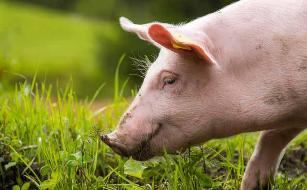 INFEKTIONSWEG Yersiniose wird meist durch den Verzehr von kontaminierten Nahrungsmitteln verursacht, vor allem durch rohes oder medium-gekochtes Schweinefleisch und rohe oder nicht entsprechend