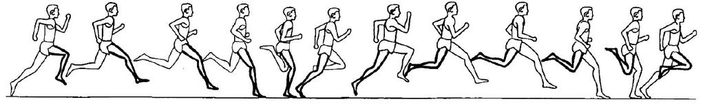 2.1 Phasenstruktur des Laufschritts Abbildung 2: Der Bewegungsablauf beim Laufen Laufen ist eine zyklische Bewegung und kann in zwei sich wiederholende Phasen untergliedert werden: 1.