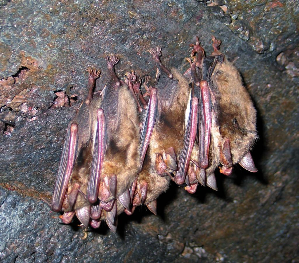 Lebensraum Dazu ziehen sich die Fledertiere im Herbst in unterirdische Quartiere wie Höhlen, Felsenspalten oder Bergwerksstollen zurück.
